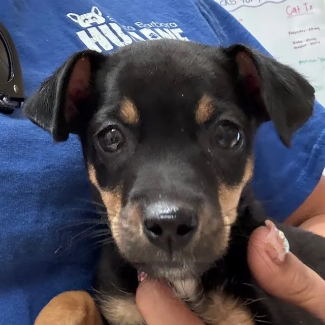 Adoptable Dog