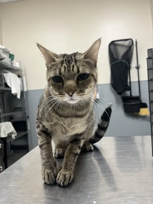 Nala