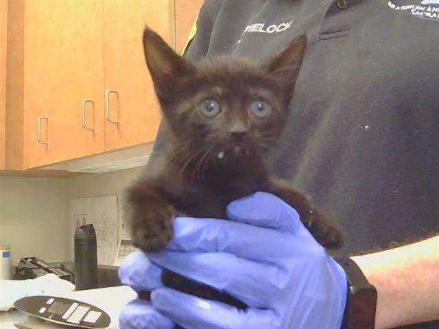Adoptable Cat