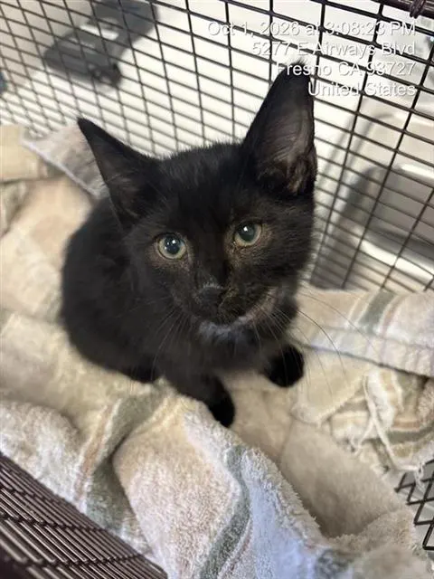 Adoptable Cat
