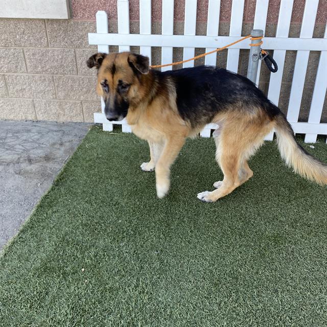 Adoptable Dog