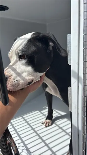Adoptable Dog