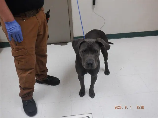 Adoptable Dog