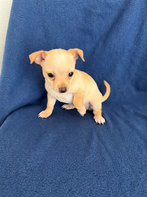 Eenie