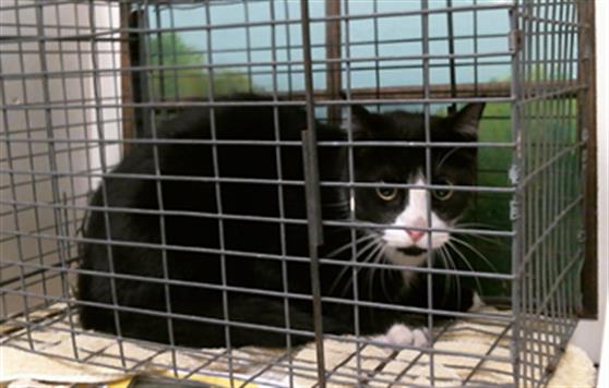Adoptable Cat