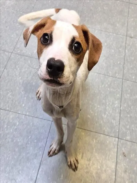 Archie