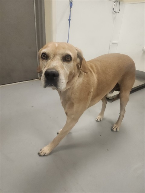 Adoptable Dog