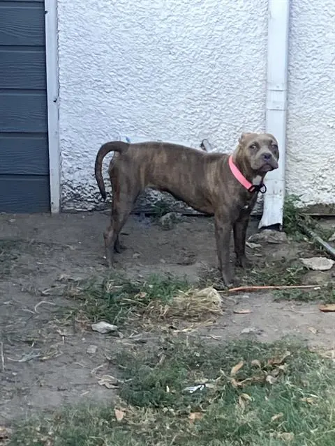Daisy