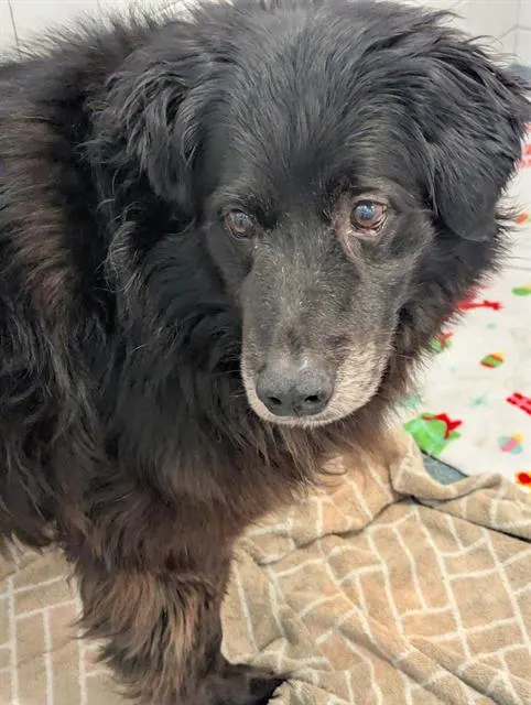 Bruno