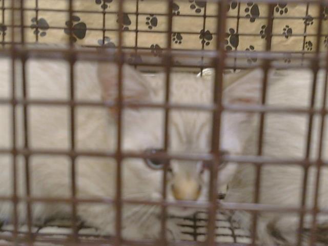 Adoptable Cat