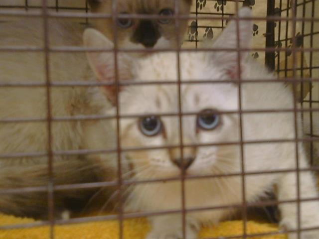 Adoptable Cat