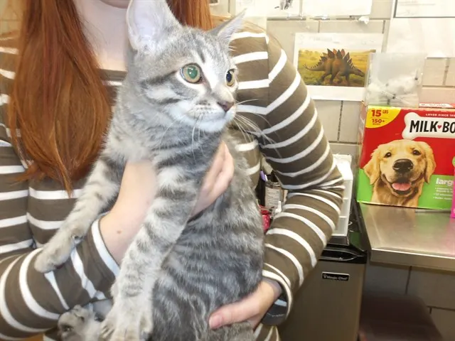 Adoptable Cat