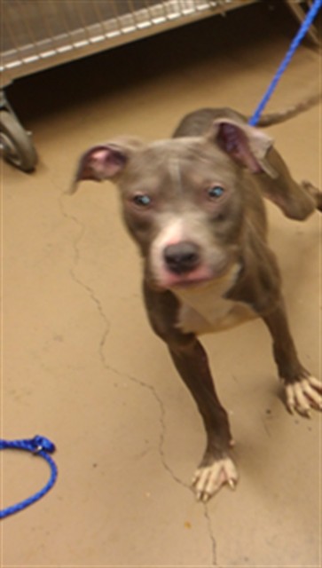 Adoptable Dog