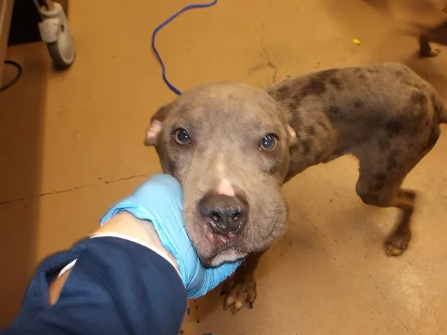 Adoptable Dog
