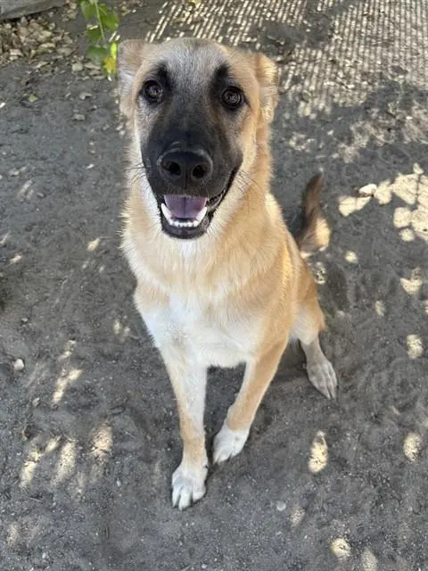 Luke