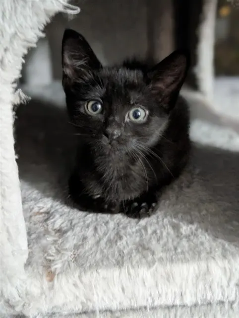 Josie
