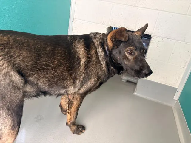 Adoptable Dog
