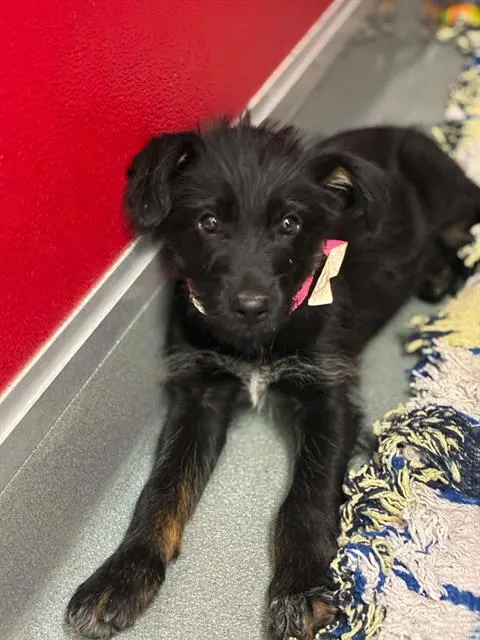 *Ella