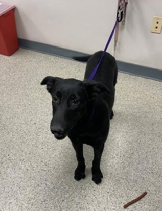 Adoptable Dog
