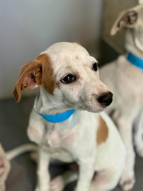 Adoptable Dog