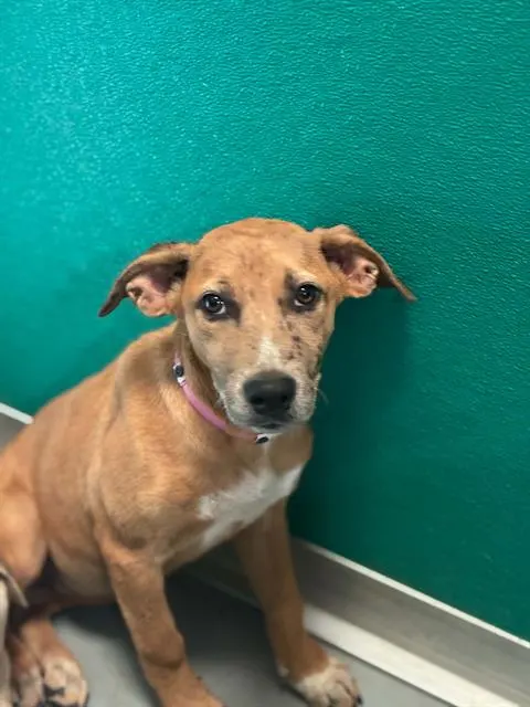 Adoptable Dog