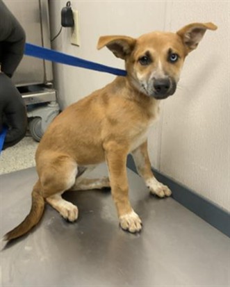 Adoptable Dog