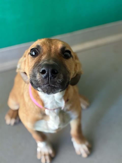 Adoptable Dog