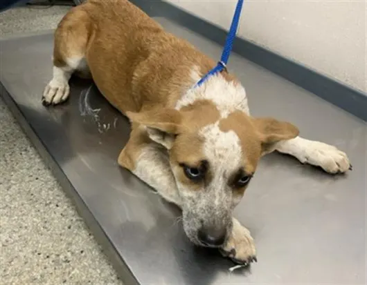 Adoptable Dog