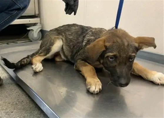 Adoptable Dog