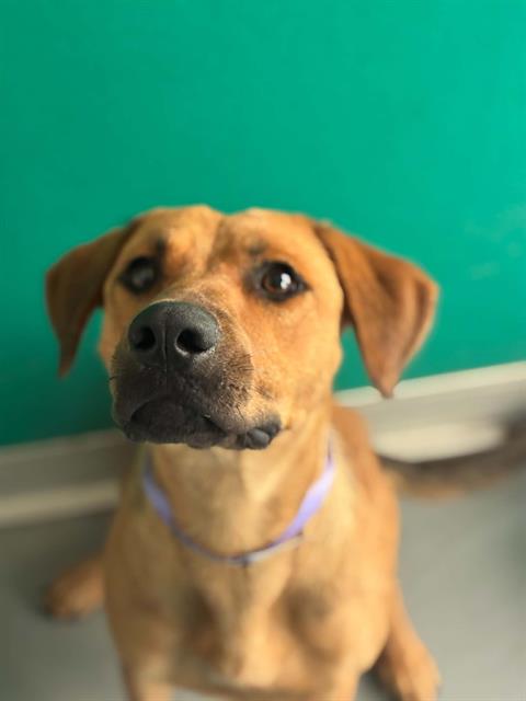 Adoptable Dog