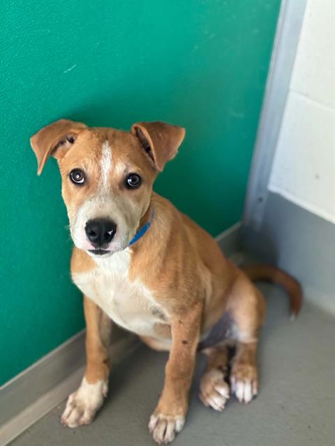 Adoptable Dog