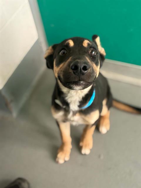 Adoptable Dog