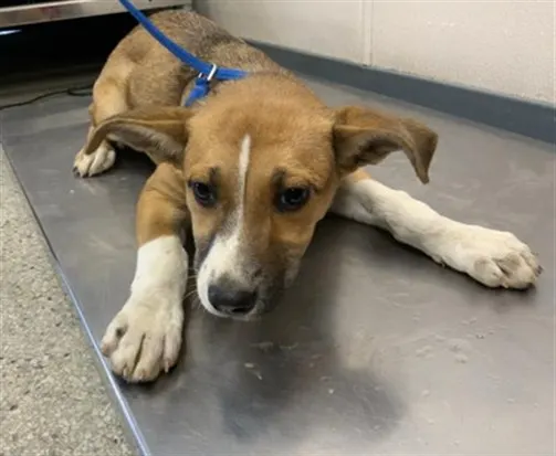 Adoptable Dog