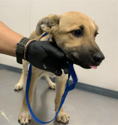 Adoptable Dog