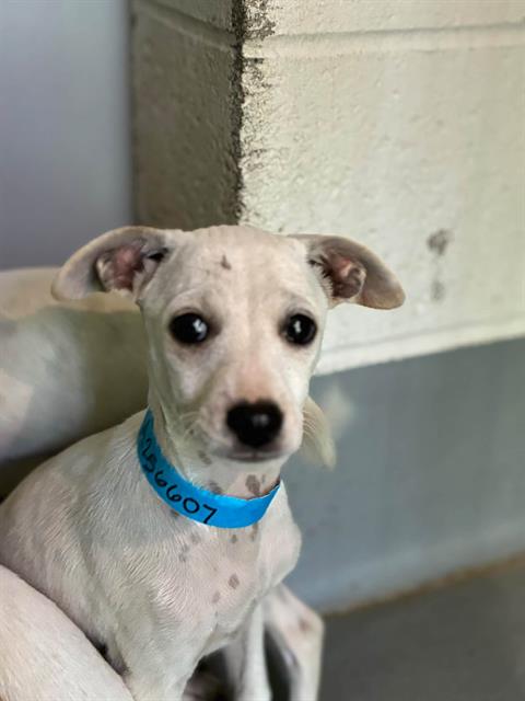 Adoptable Dog