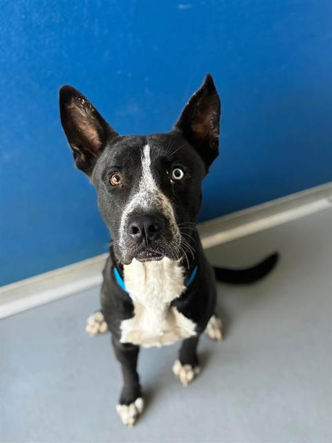 Adoptable Dog