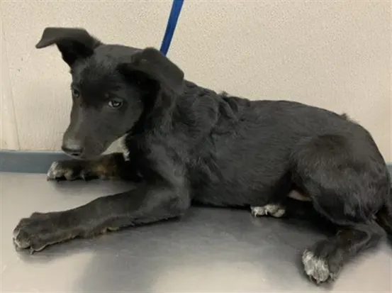 Adoptable Dog