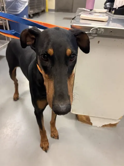 Daphne
