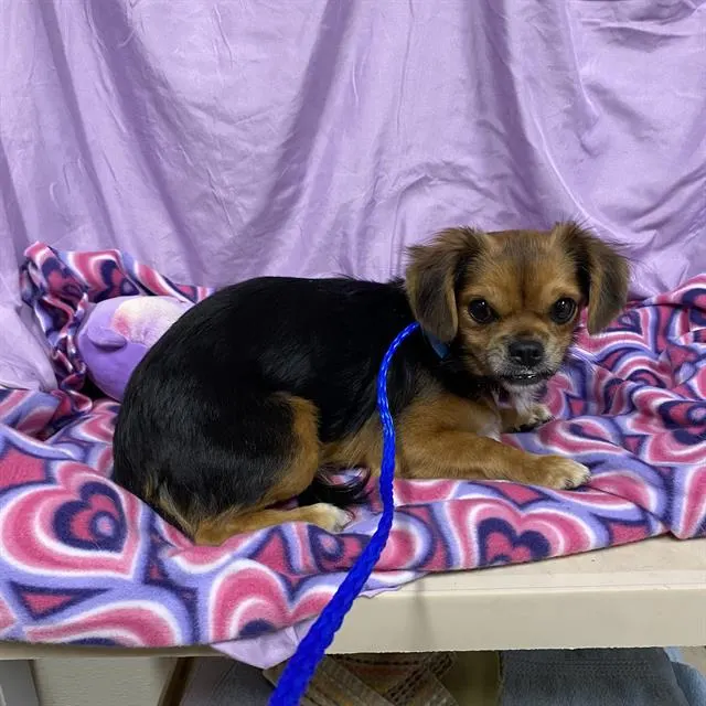 Adoptable Dog