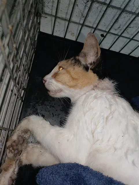 Adoptable Cat