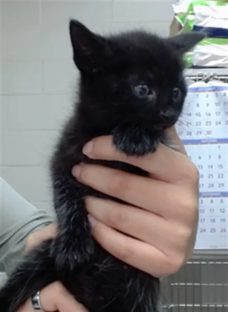 Salem