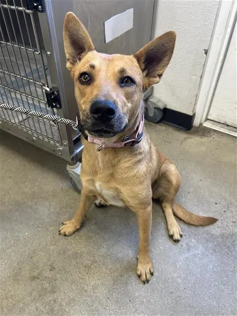 Adoptable Dog