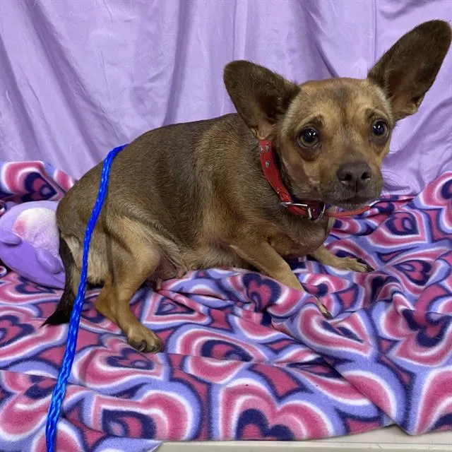 Adoptable Dog