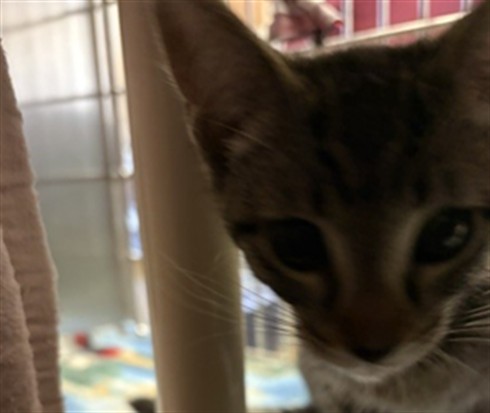 Adoptable Cat