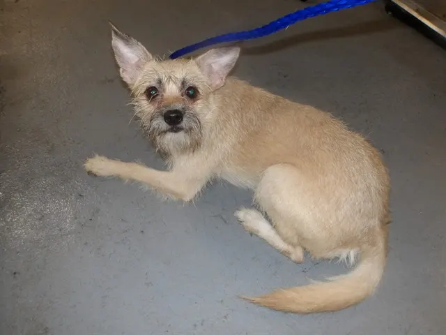 Adoptable Dog