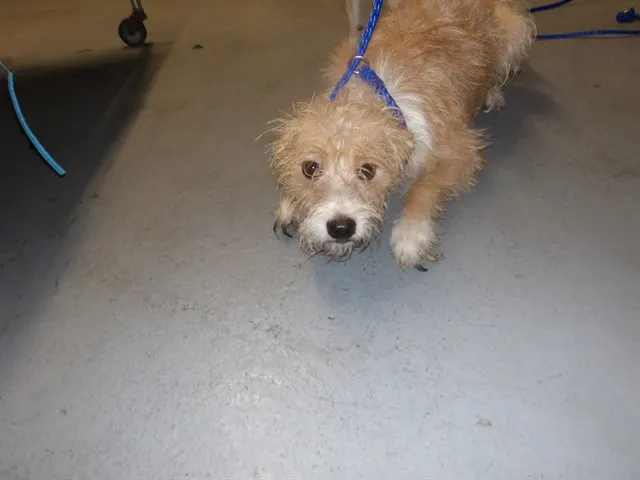 Adoptable Dog