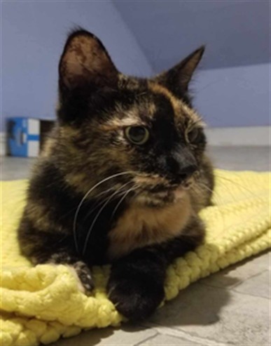 Adoptable Cat