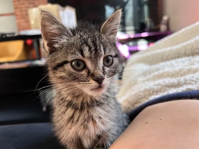 Arya