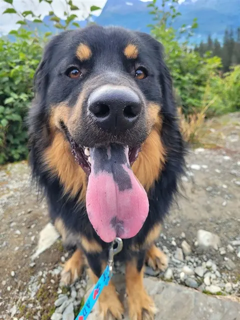 Kong