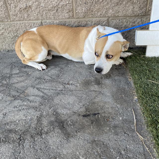 Adoptable Dog